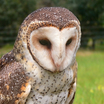 Strigiformes